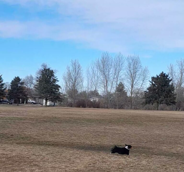 Soccer Field image 4