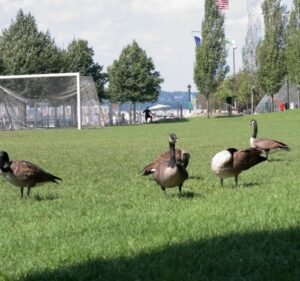 Soccer Field image 2