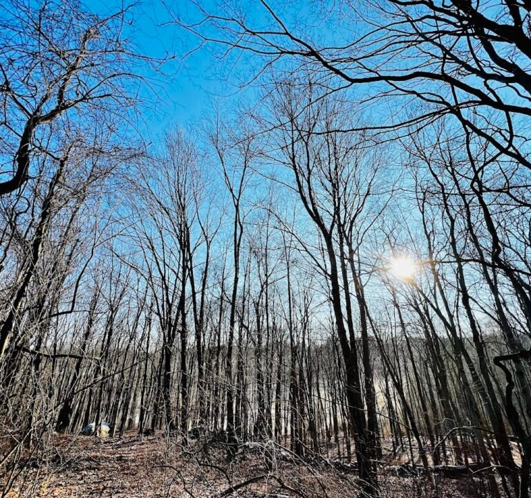 Soccer Field image 2