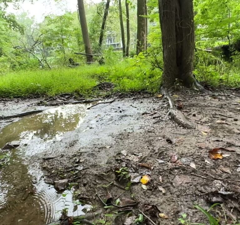 Soccer Field image 4