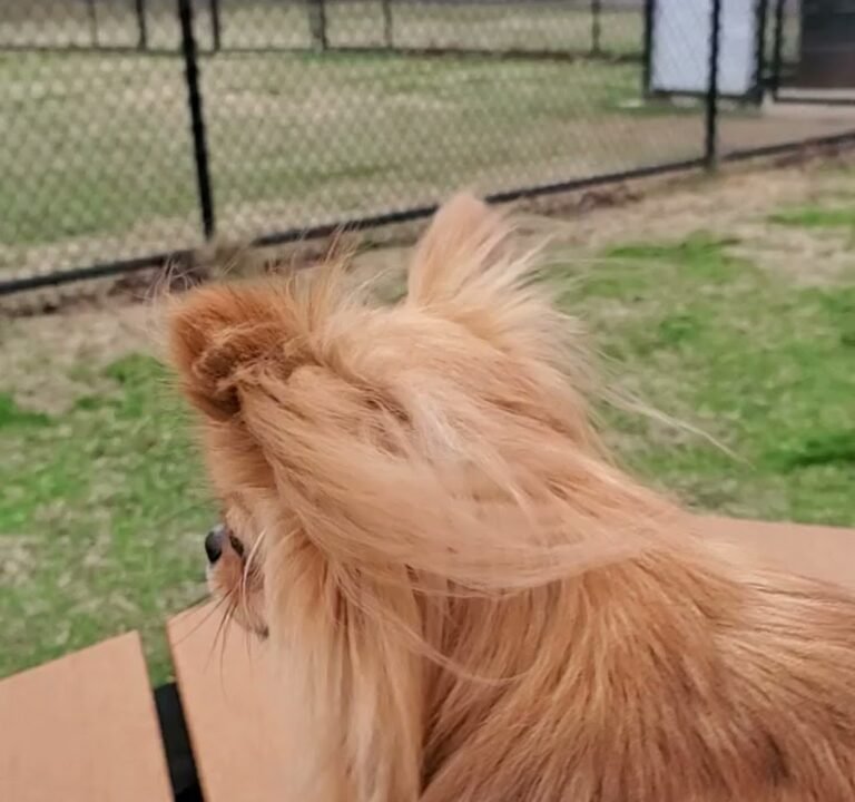 Soccer Field image 4