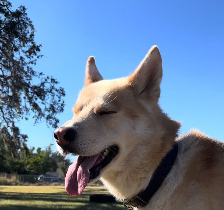 Soccer Field image 3