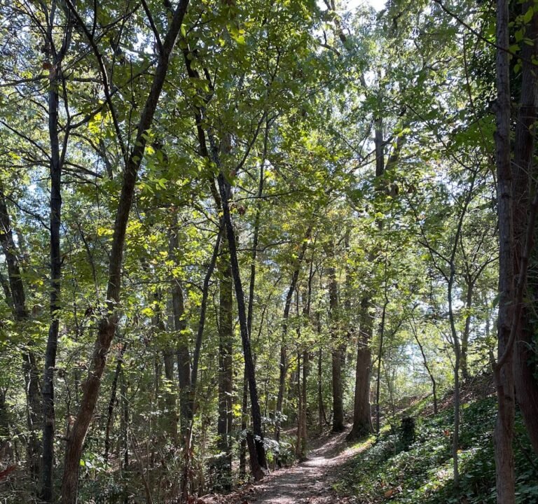 Soccer Field image 2