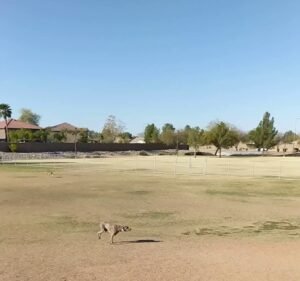 Soccer Field image 4