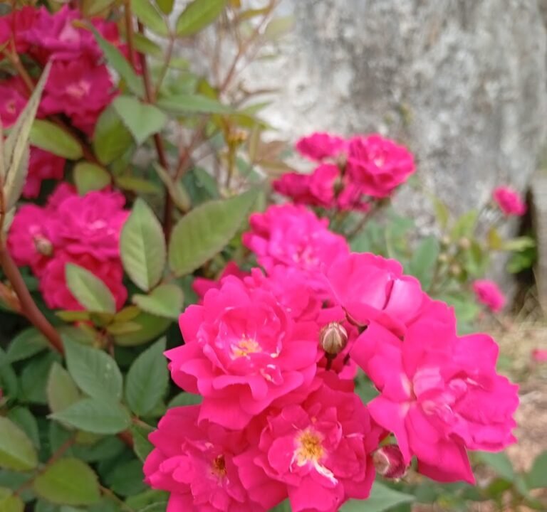 Soccer Field image 3