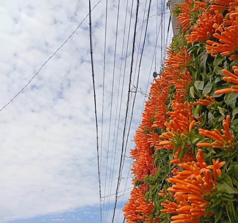 Soccer Field image 3