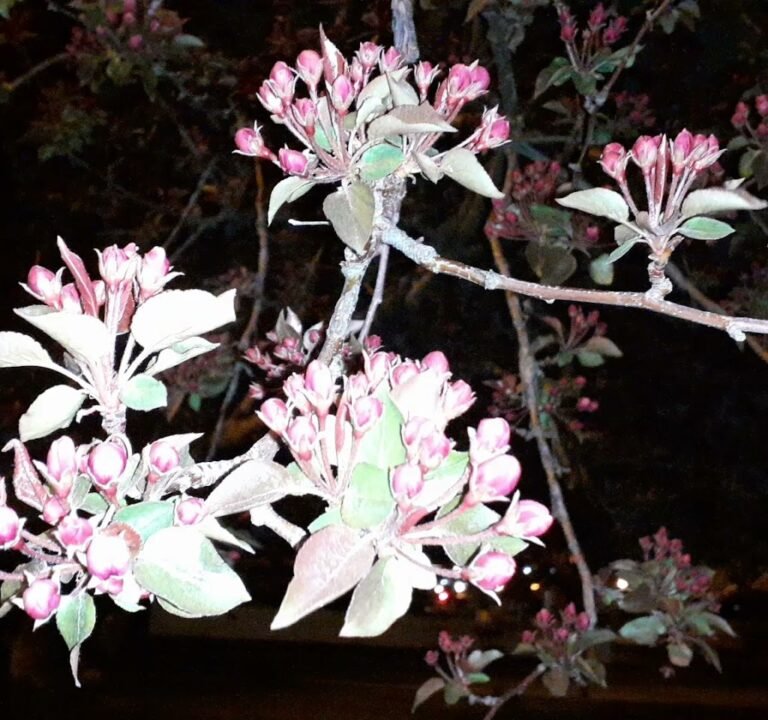 Soccer Field image 4