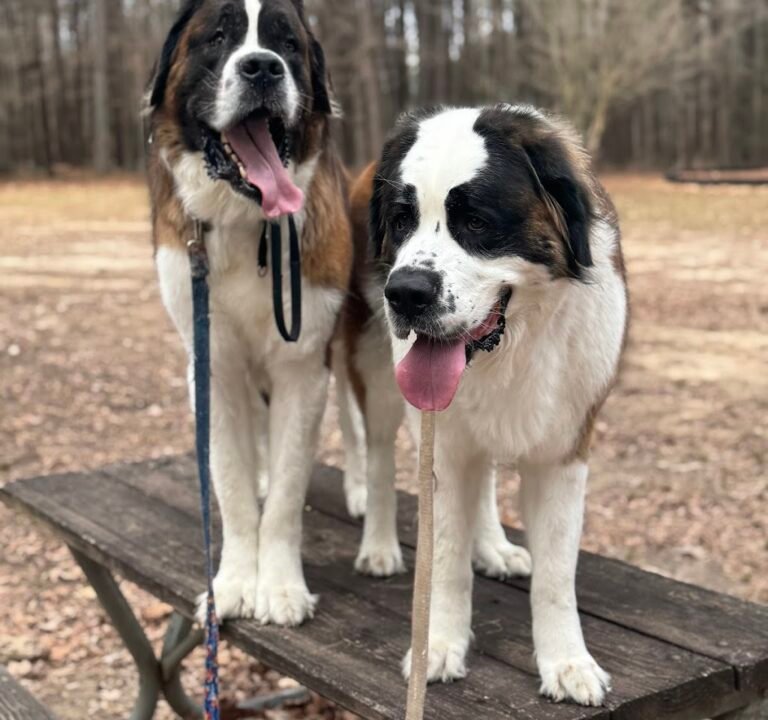 Soccer Field image 3