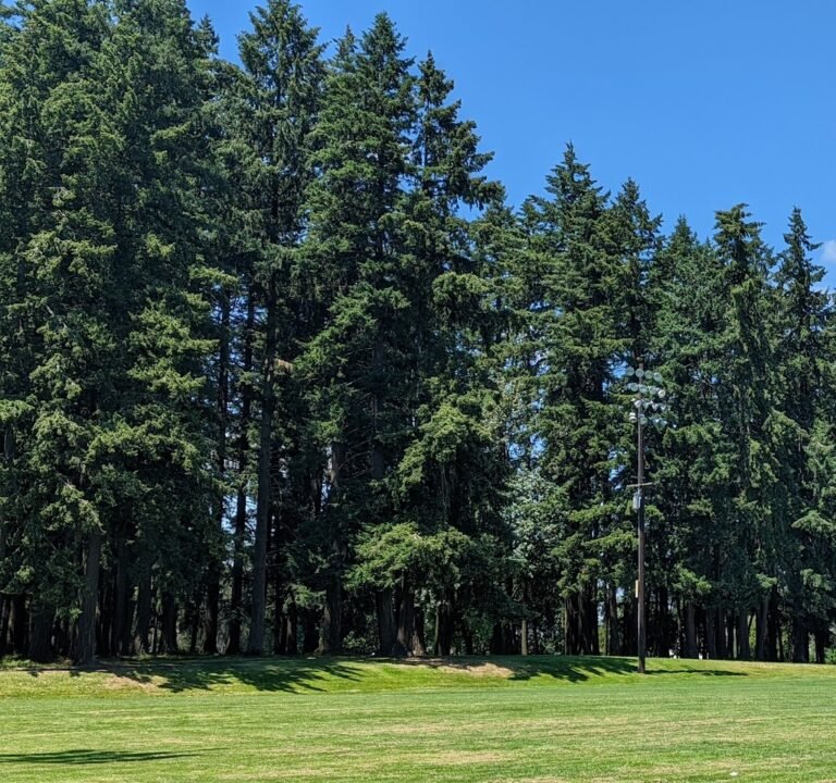 Soccer Field image 2