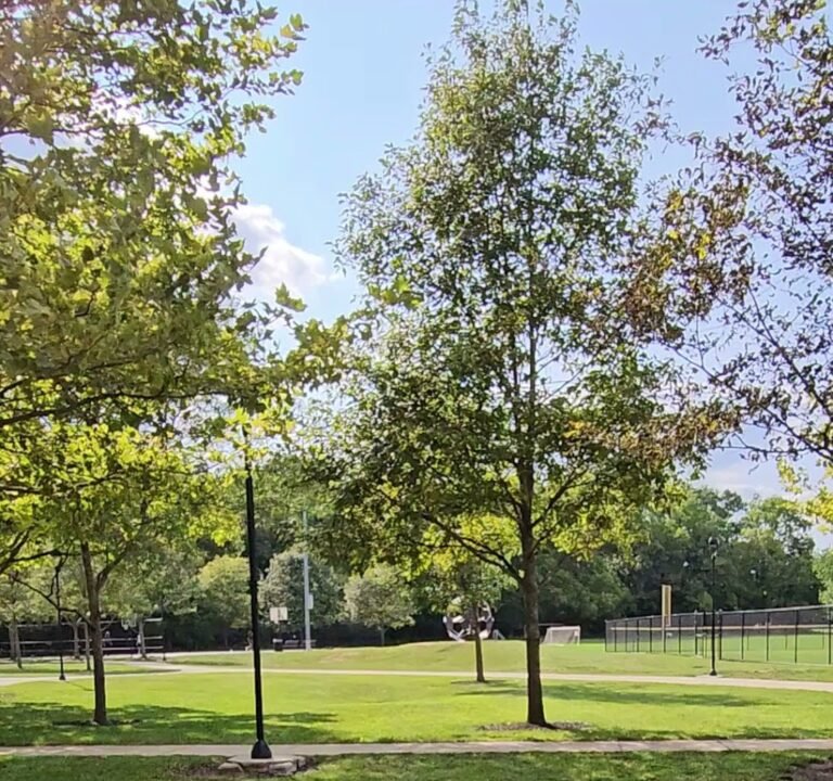 Soccer Field image 3