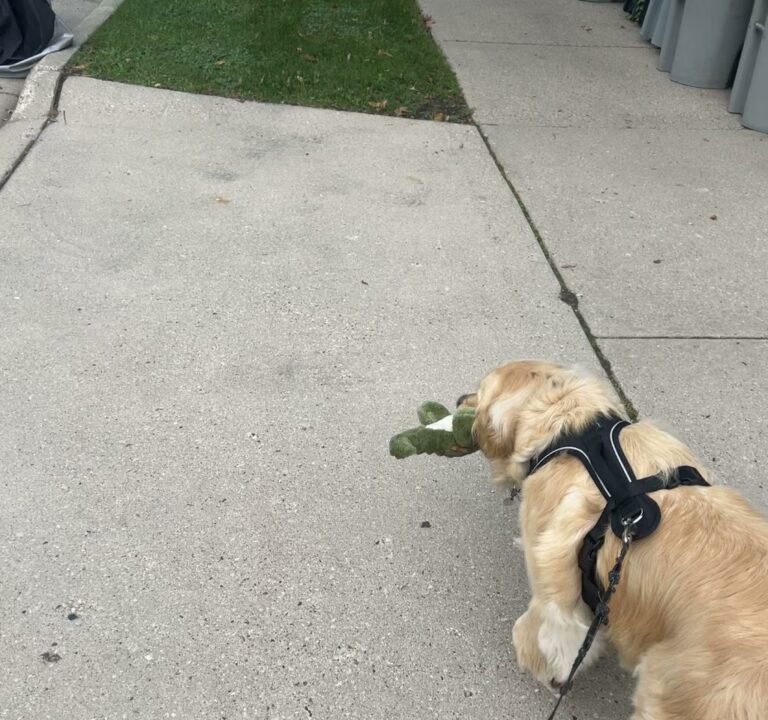 Soccer Field image 4