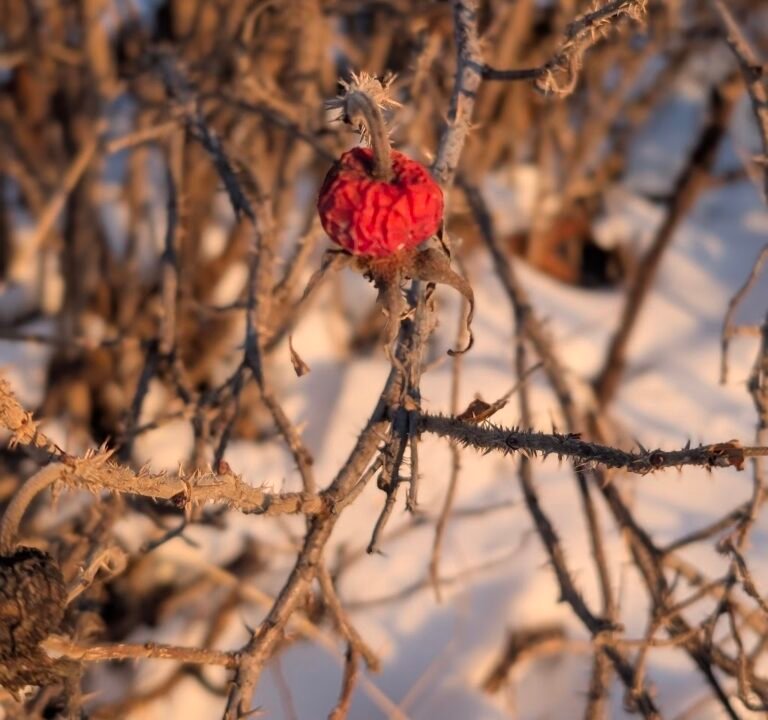 Soccer Field image 3