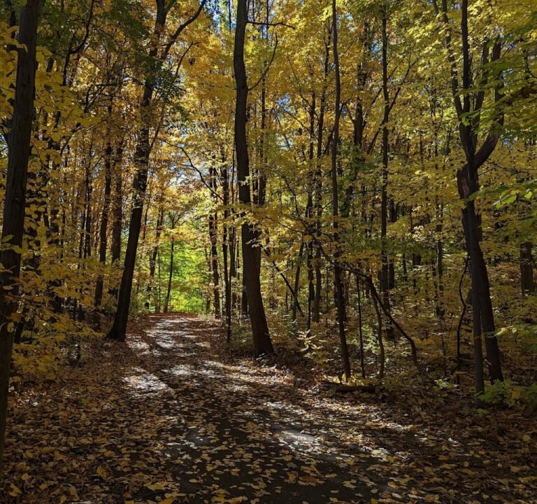 Soccer Field image 2