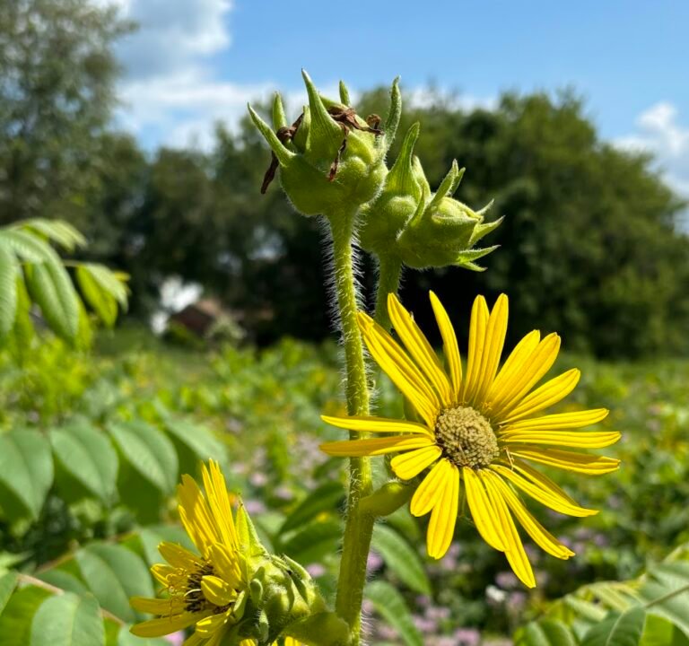 Soccer Field image 2