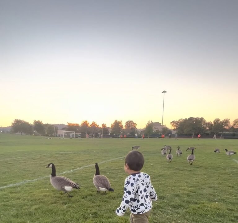 Soccer Field image 4