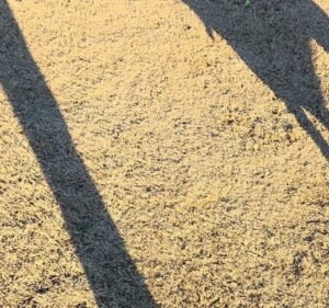 Soccer Field image 3