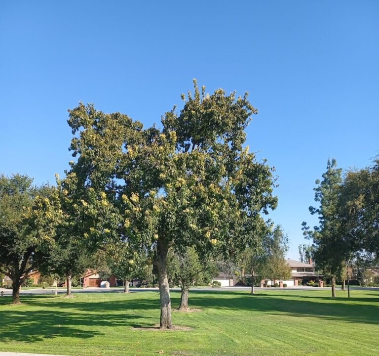 Soccer Field image 2