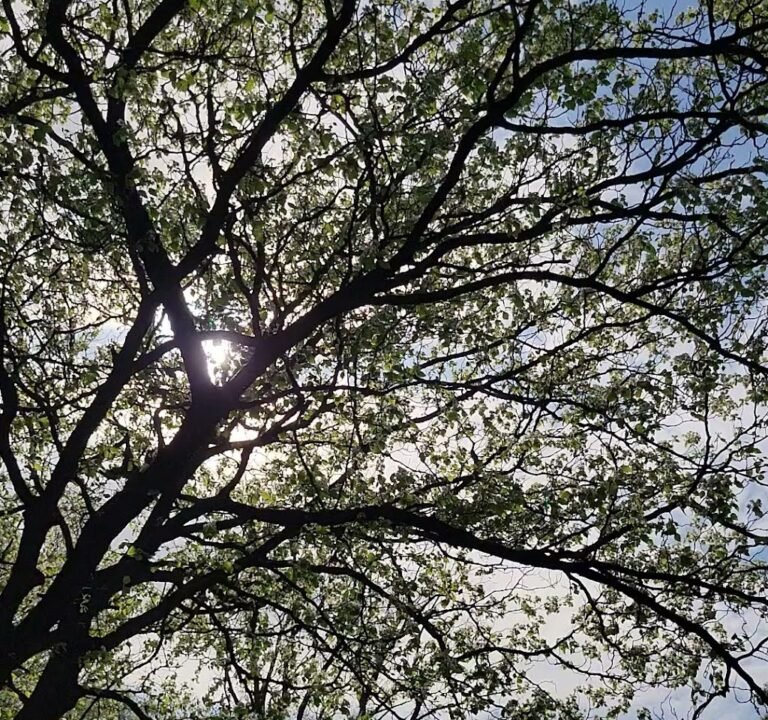 Soccer Field image 4