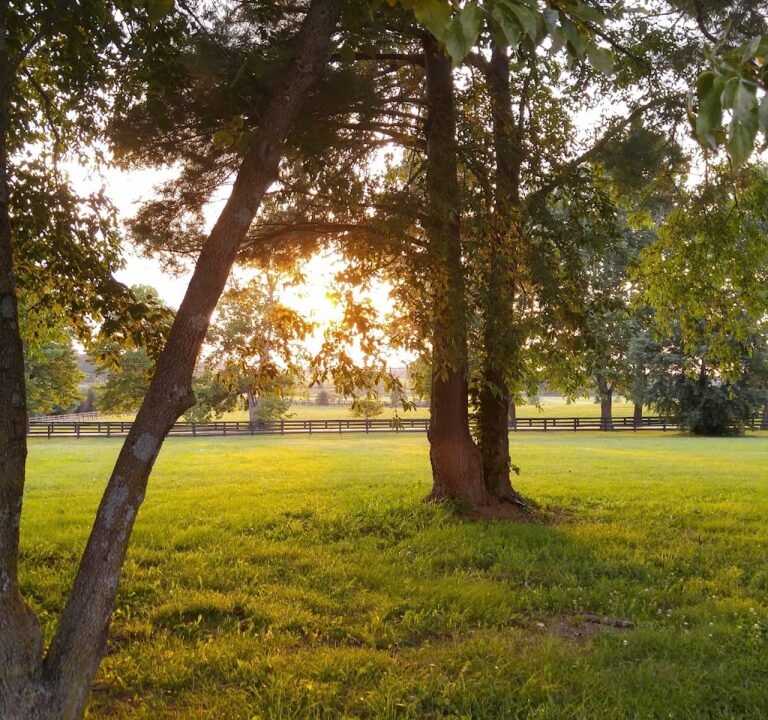 Soccer Field image 2
