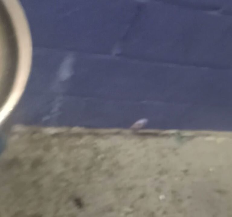 Soccer Field image 4