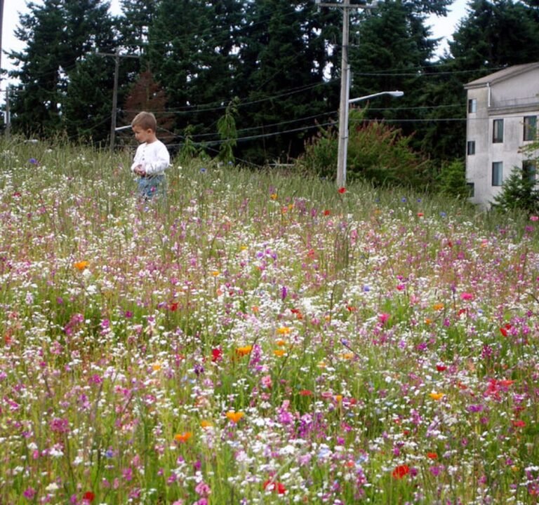 Soccer Field image 2
