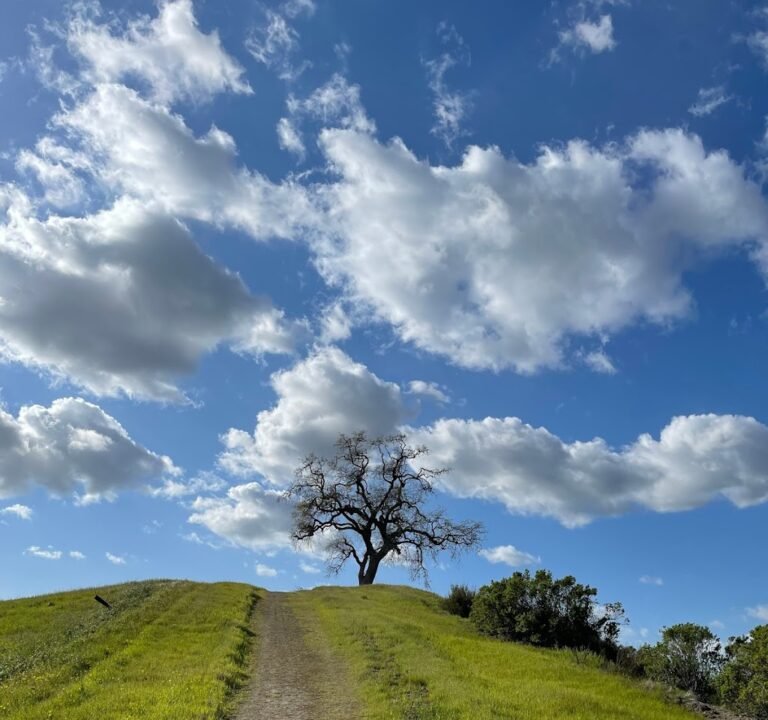 Soccer Field image 2