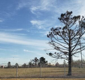 Soccer Field image 2
