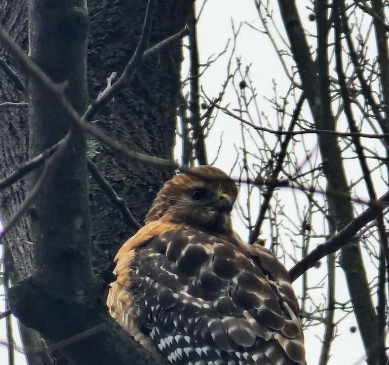 Soccer Field image 3
