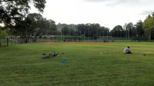 Soccer Field image 1
