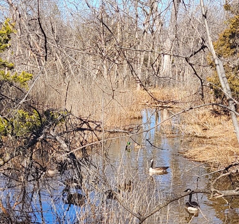 Soccer Field image 3