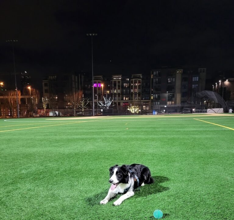 Soccer Field image 2