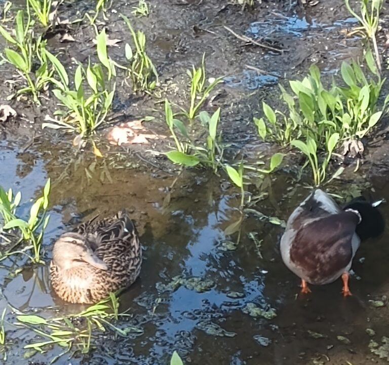 Soccer Field image 3
