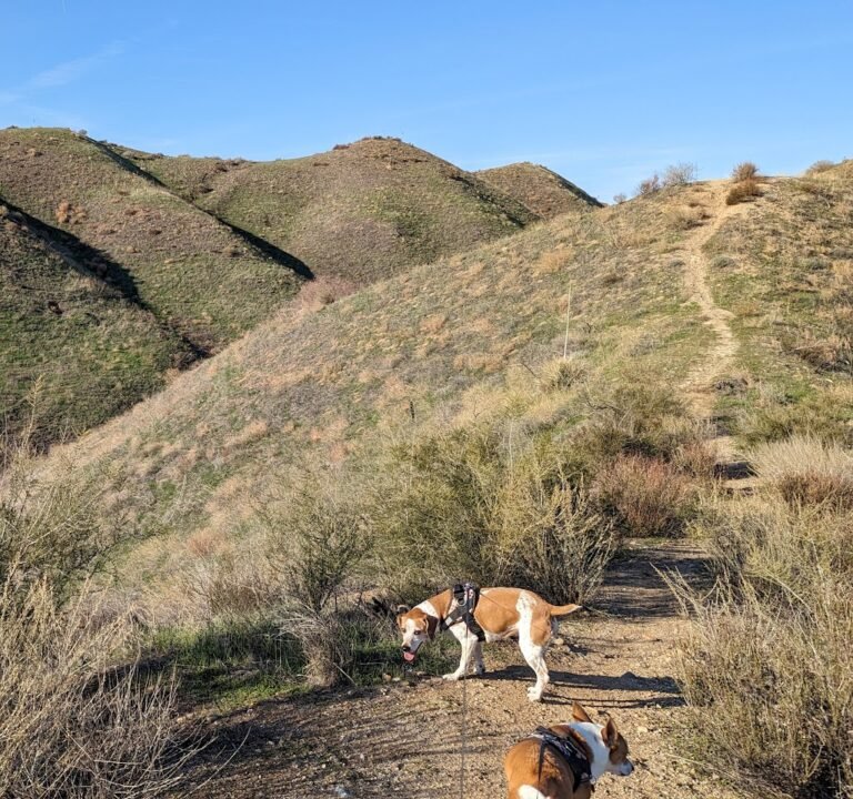 Soccer Field image 3