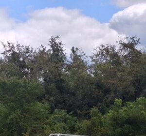 Soccer Field image 3