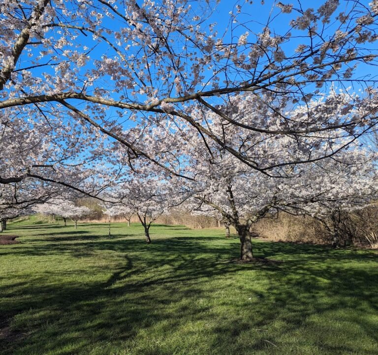 Soccer Field image 2