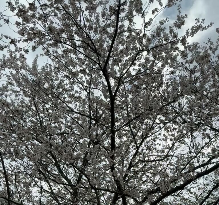 Soccer Field image 3