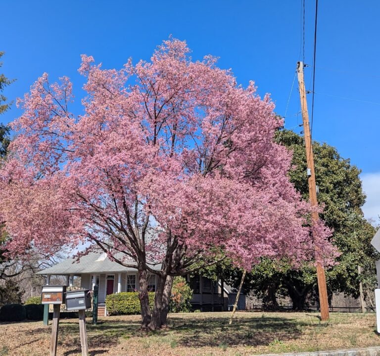 Soccer Field image 3