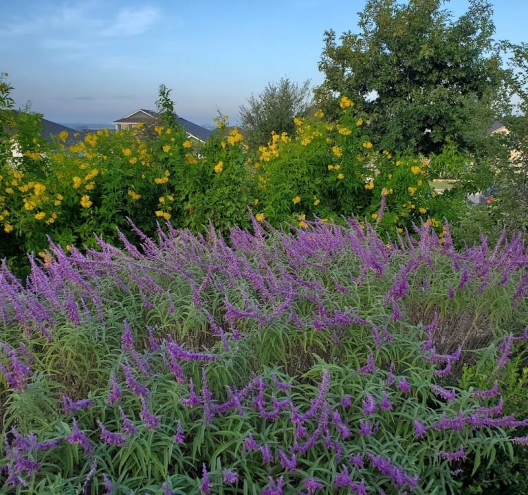 Soccer Field image 2