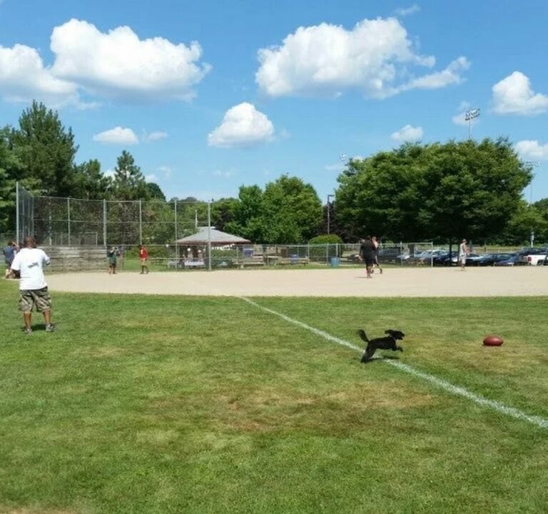 Soccer Field Featured Image
