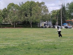 Soccer Field image 1
