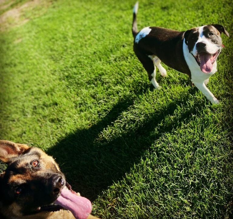 Soccer Field image 2