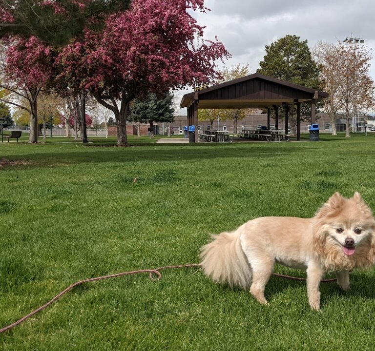Soccer Field image 2