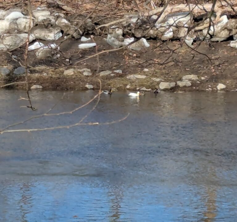 Soccer Field image 3