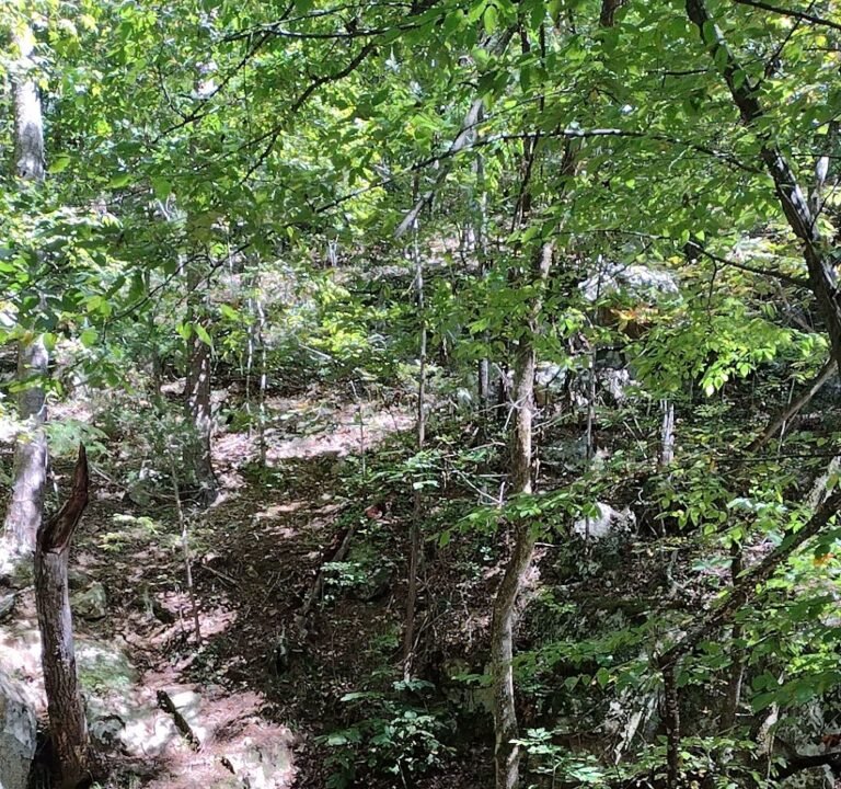 Soccer Field image 4