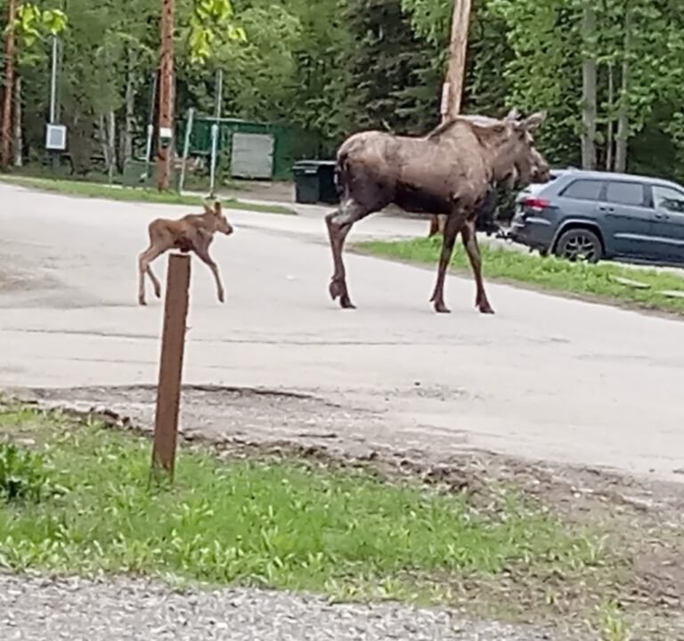 Soccer Field image 2