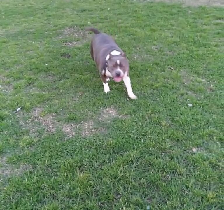 Soccer Field image 3