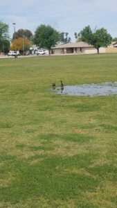 Soccer Field image 1