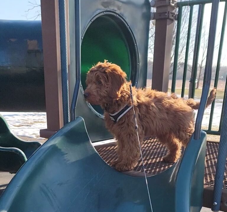 Soccer Field image 3