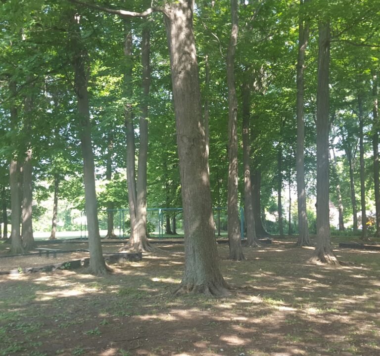 Soccer Field image 2