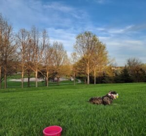 Soccer Field image 2